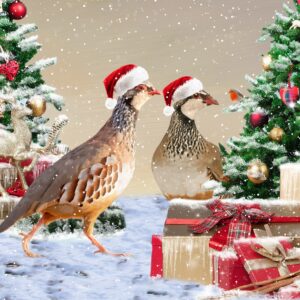 Christmas Pheasents Collinson